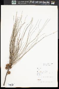 Casuarina equisetifolia image