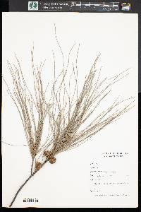 Casuarina equisetifolia image