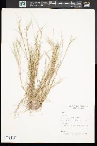 Aristida oligantha image