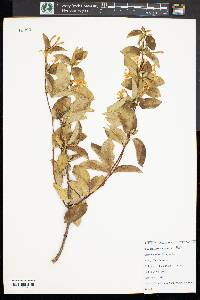 Diervilla lonicera image
