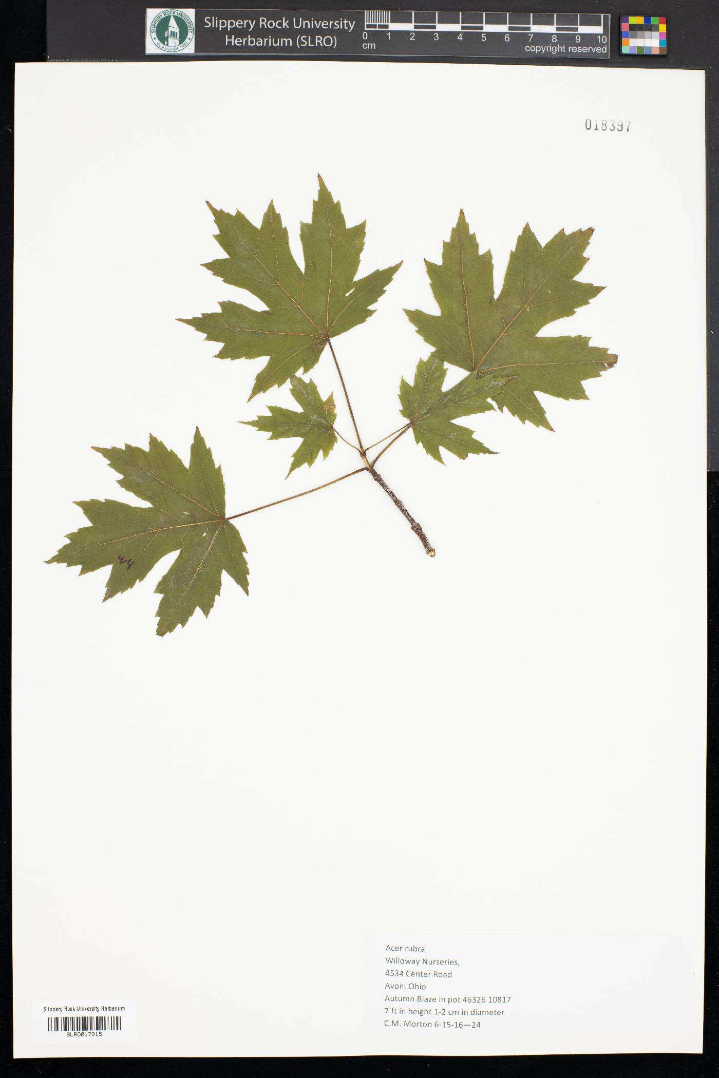 Acer rubra image