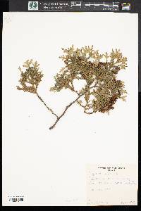 Thuja occidentalis image