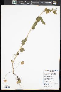 Alliaria petiolata image