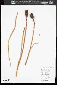 Iris versicolor image