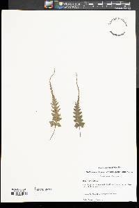 Asplenium pinnatifidum image