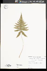 Phegopteris connectilis image