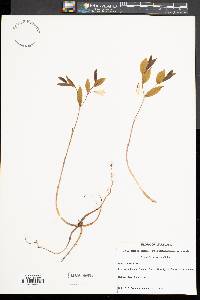 Image of Uvularia pudica