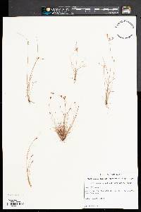 Fimbristylis annua image