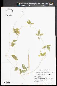Centrosema virginianum image