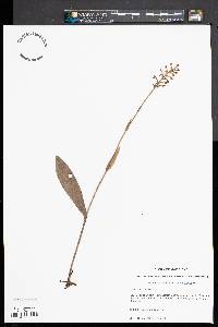 Platanthera clavellata image