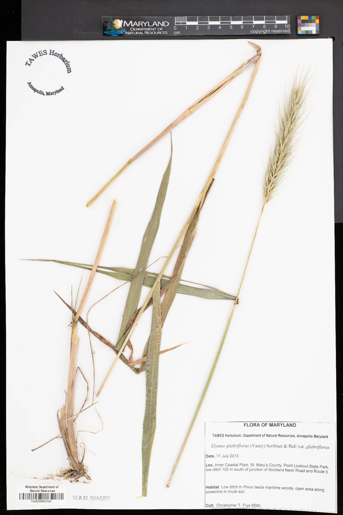 Elymus glabriflorus image