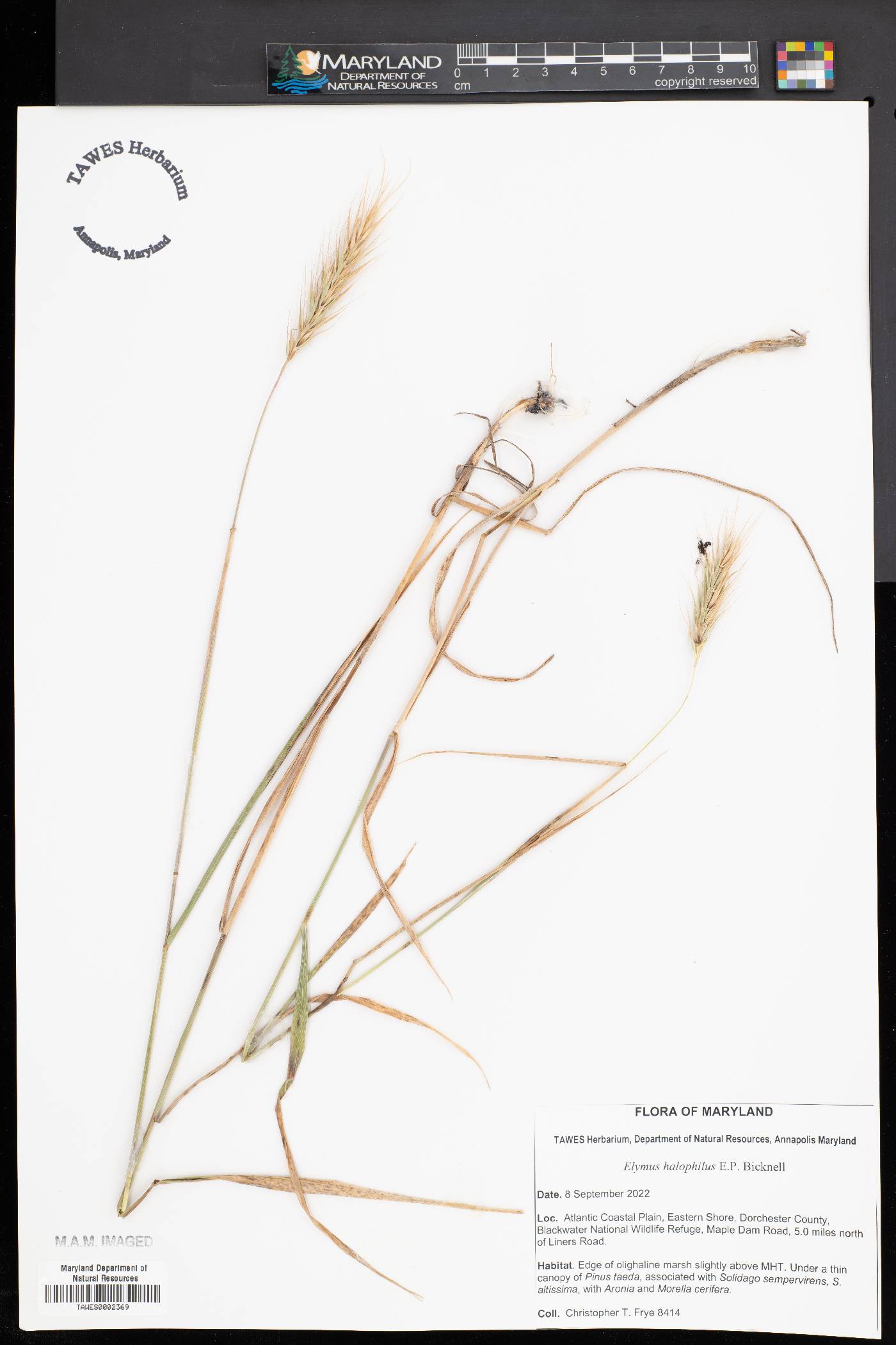 Elymus halophilus image