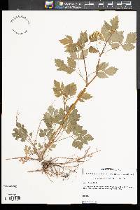 Thaspium barbinode image