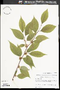 Ilex montana image