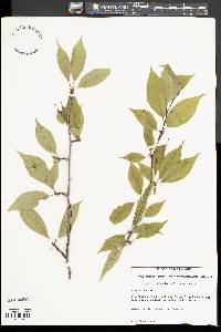 Ilex montana image