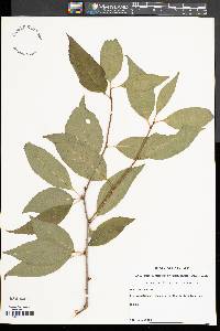 Ilex montana image