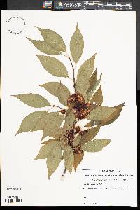 Ilex montana image