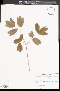 Caulophyllum thalictroides image