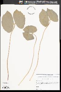 Jeffersonia diphylla image