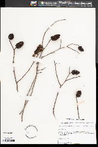 Alnus maritima subsp. maritima image