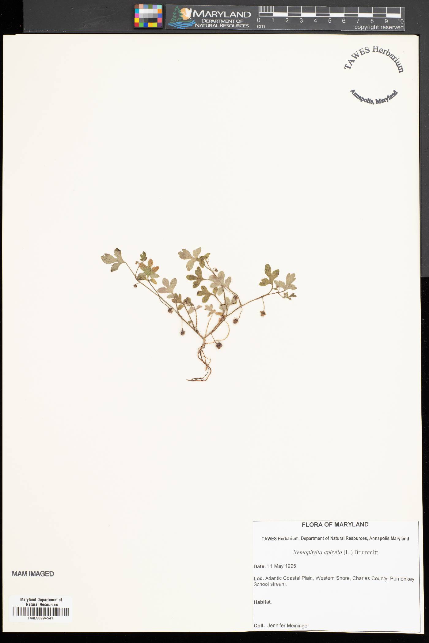 Nemophila aphylla image