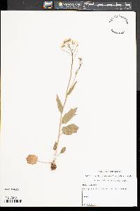 Cardamine bulbosa image