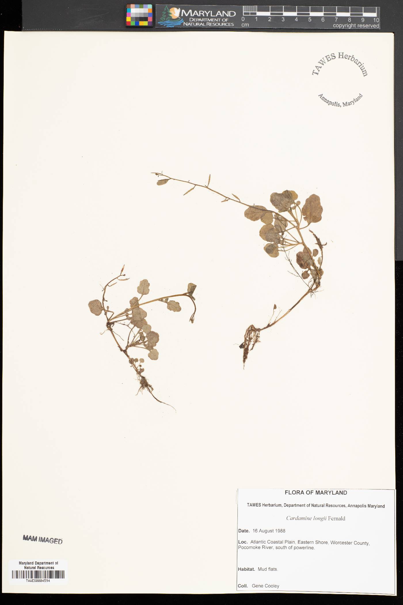 Cardamine longii image