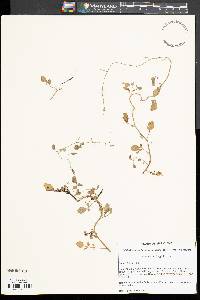 Cardamine longii image