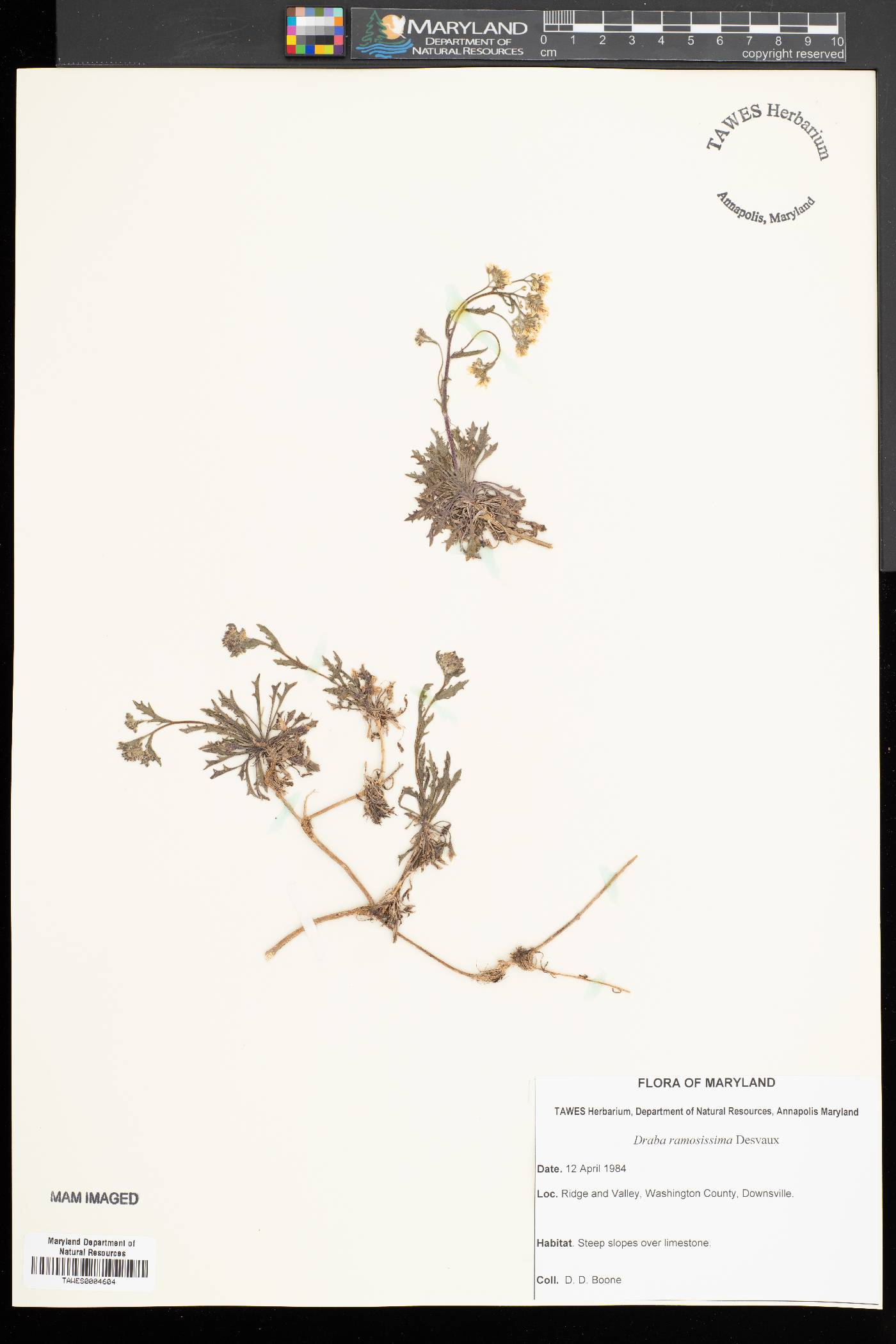 Draba ramosissima image