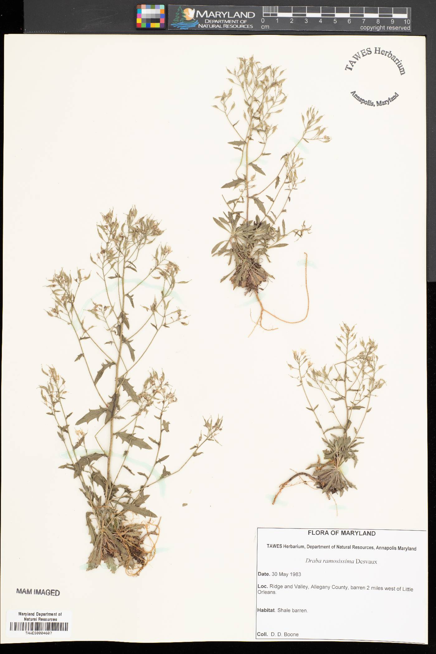 Draba ramosissima image