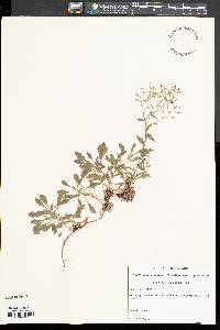 Draba ramosissima image