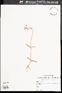 Cerastium arvense subsp. arvense image