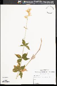 Silene stellata image