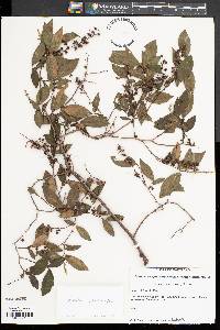 Leucothoe racemosa image