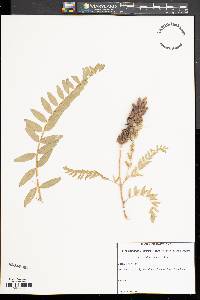 Astragalus canadensis image