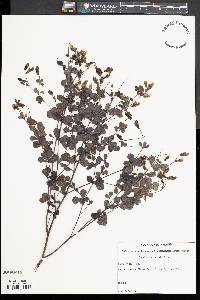 Baptisia tinctoria image