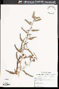 Chamaecrista fasciculata var. macrosperma image