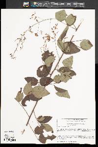 Desmodium laevigatum image