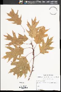 Quercus shumardii image