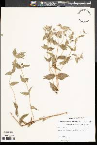 Pycnanthemum muticum image