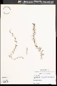 Utricularia geminiscapa image