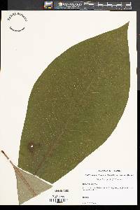 Magnolia tripetala image