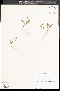 Claytonia caroliniana image