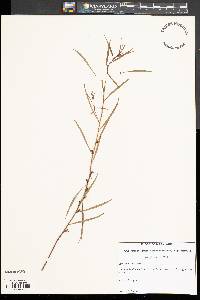 Ludwigia linearis image