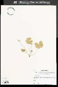 Oxalis montana image