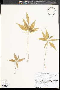 Trientalis borealis image
