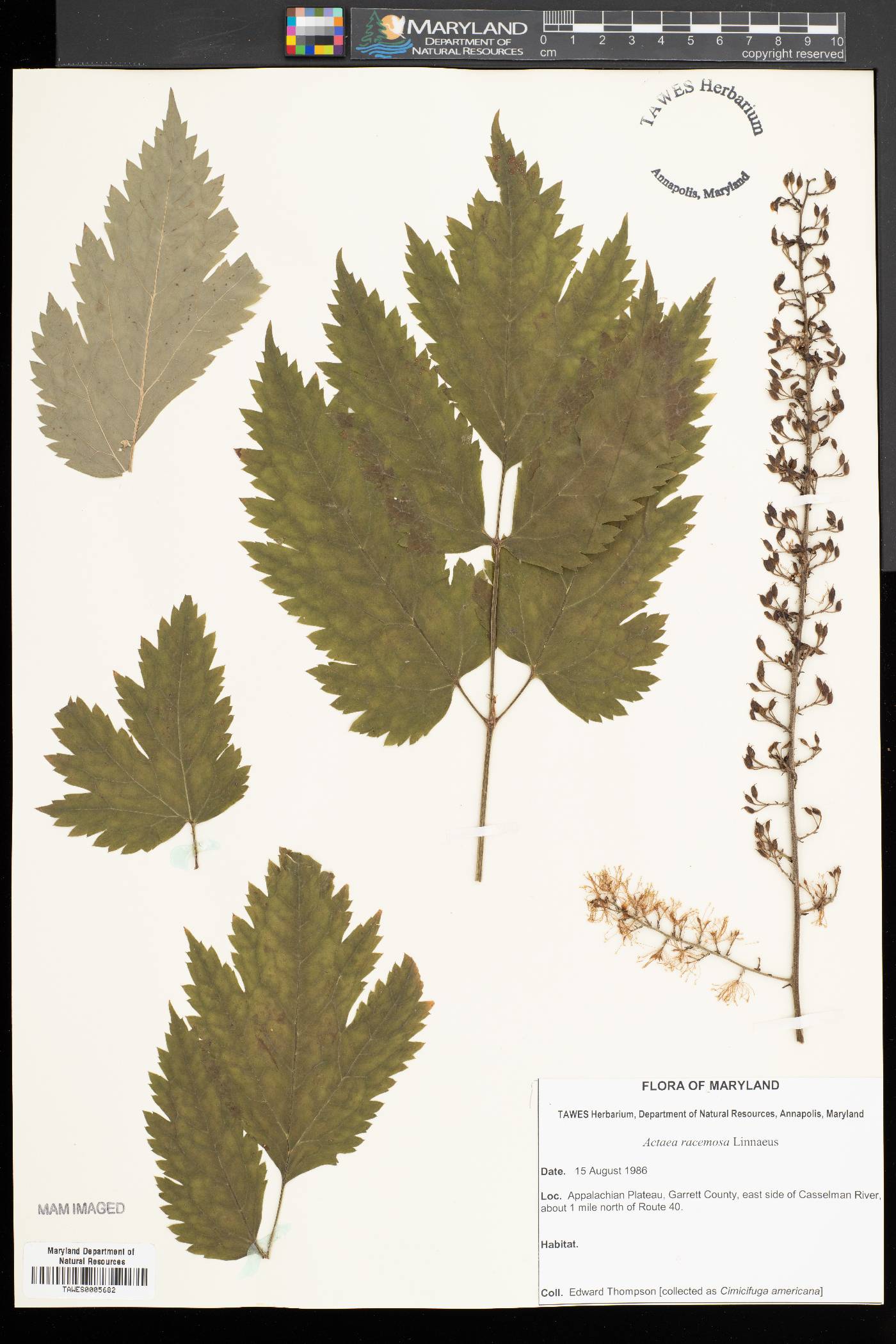 Actaea podocarpa image