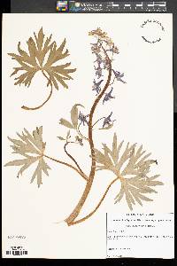 Delphinium tricorne image