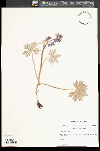 Delphinium tricorne image