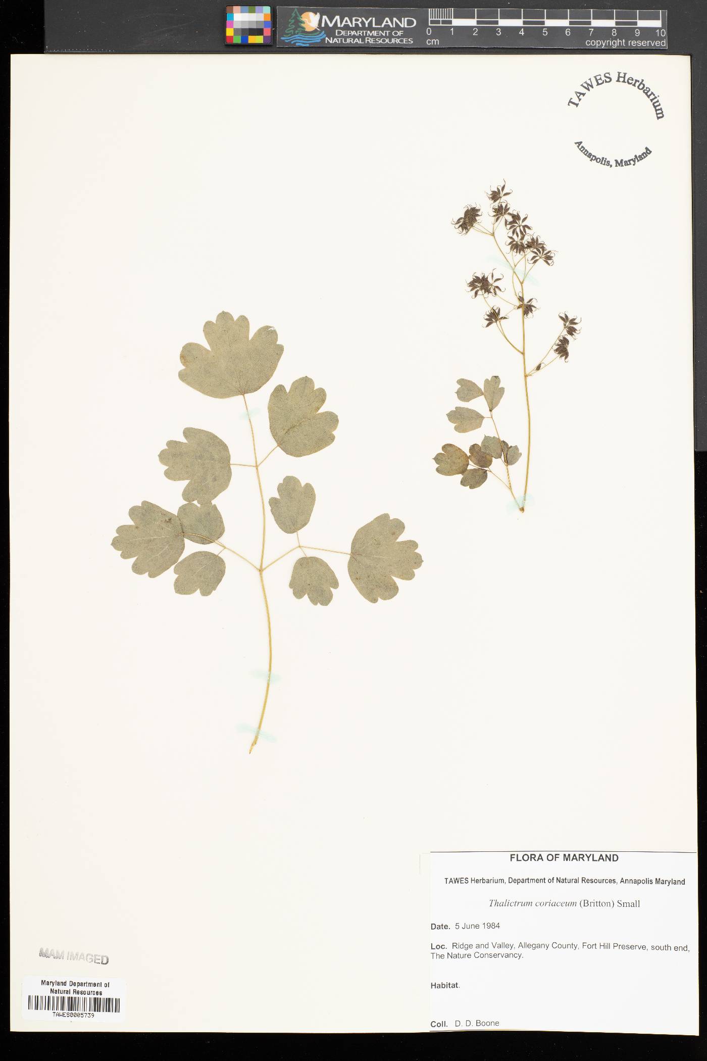 Thalictrum coriaceum image